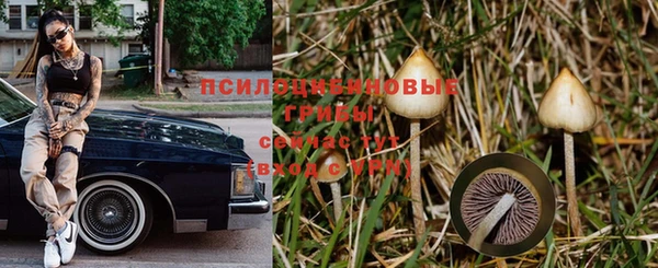 apvp Белокуриха